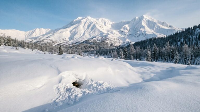Снежный панцирь Камчатки защитил популяцию медведей от вымерзания