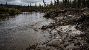 Золотодобытчиков обязали выпустить осетров в реку Зея