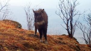 В Приморье засняли редчайшего амурского горала