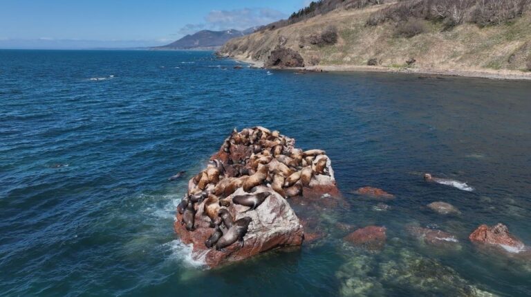 Ученые требуют ограничить весеннюю охоту на Сахалине из-за лежбища сивучей
