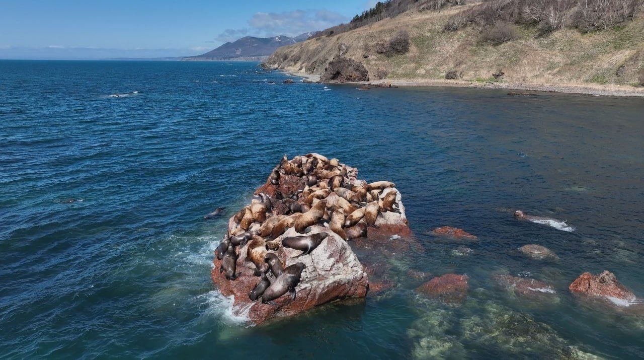 Ученые требуют ограничить весеннюю охоту на Сахалине из-за лежбища сивучей