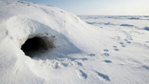 На острове Врангеля зафиксирован ранний выход медведей к морю