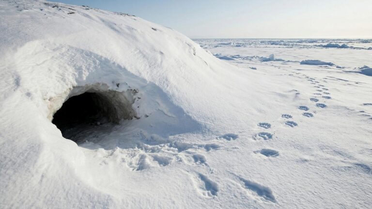 На острове Врангеля зафиксирован ранний выход медведей к морю