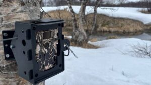 Фотоловушки проследят за миграцией оленей на Камчатке