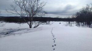 В Кроноцком заповеднике зафиксировали резкое сокращение популяции зайца