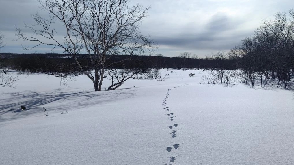 В Кроноцком заповеднике зафиксировали резкое сокращение популяции зайца