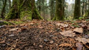 Старые кедровники Приморья удерживают рекордные объемы углерода