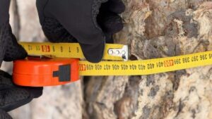 На Камчатке обнаружили березу возрастом около 700 лет