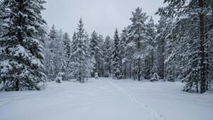 Тайга под Хабаровском дождалась кабанов после эпидемии чумы