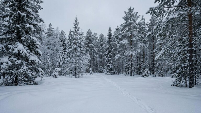 Тайга под Хабаровском дождалась кабанов после эпидемии чумы