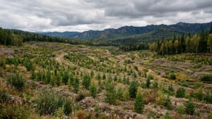 Прокуратура заставила рудник восстановить тайгу в Приамурье