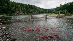 Полмиллиона особей нерки пропустят в реки Камчатки до начала лова