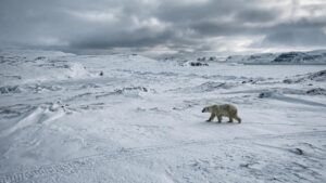 Ученые завершили подсчет берлог белых медведей в Якутии